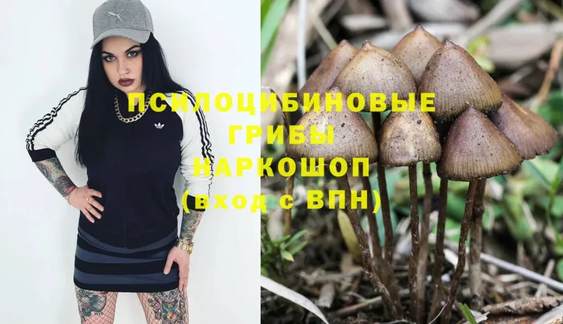 Псилоцибиновые грибы Cubensis  Ачинск 